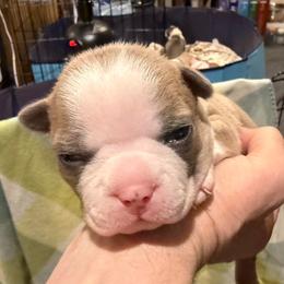 Chai - Blue male Boston Terrier puppy in Monroe, Washington from Nordkyn Boston Terriers