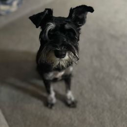 Lucy - Miniature Schnauzer