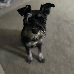 Lucy - Miniature Schnauzer