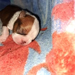 Boston Terrier Puppies from M&Bs Boston Terriers