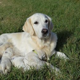 Golden Retriever Puppies from Golden Retriever Street