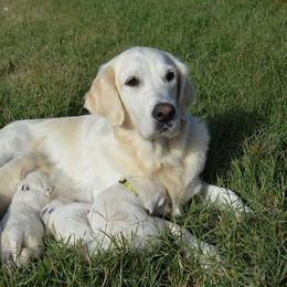 Golden Retriever Puppies from Golden Retriever Street