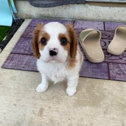 Cavalier King Charles Spaniel Puppies from Austin Cavaliers