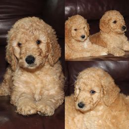 Goldendoodle Puppies from Head Over Doodles