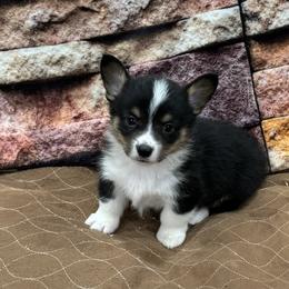 Boy 4 - Black and tan male Pembroke Welsh Corgi puppy in Visalia, California from VIP Stables