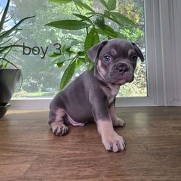 French Bulldog Puppies from Blue Mountain French Bulldogs