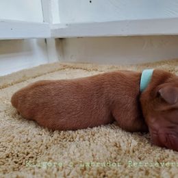 Labrador Retriever Puppies from Kilgore’s Labrador Retrievers