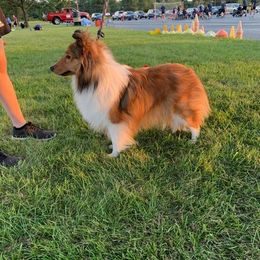 Golden Retrievers and Shetland Sheepdogs from Bigfoot Farms