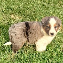 Border Collie Puppies from Bond Border Collies