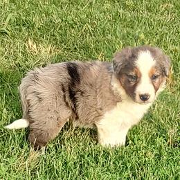 Border Collie Puppies from Bond Border Collies
