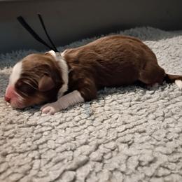 Stormy (Navy Collar) - Red tri-color male Australian Shepherd puppy in Okeechobee, Florida from Rothsolid Puppies