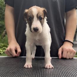 Silken Windhound Puppies from Cadence Silken Windhounds