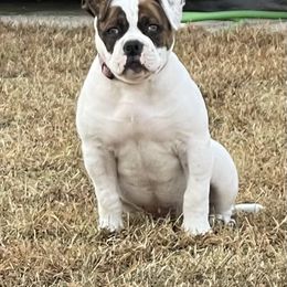 American Bulldog Puppies from Rogue Native Bulldogs