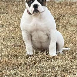 American Bulldog Puppies from Rogue Native Bulldogs
