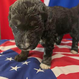 Bernedoodle Puppies from Goldhaly Peach Doodles