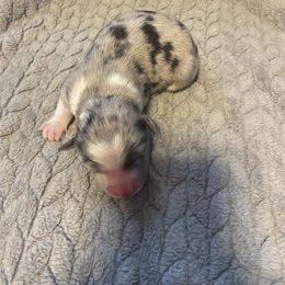 Girl 1 - Miniature Australian Shepherd puppy in Hillsville, Virginia from Lottie's Mini Aussies