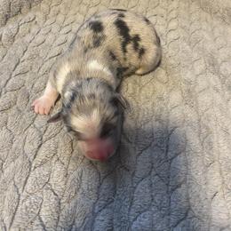 Girl 1 - Miniature Australian Shepherd puppy in Hillsville, Virginia from Lottie's Mini Aussies