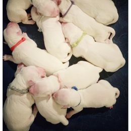 Golden Retriever Puppies from Winter's Dream Goldens
