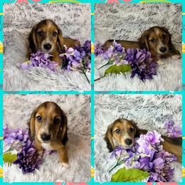 Ringo - Red male Dachshund puppy in Townsend, Georgia from Salt Creek Dachshunds