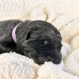 German Shepherd Puppies from Wehrhaus German Shepherds
