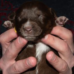 Yellow - Red tri-color female Australian Shepherd puppy in Bloomfield, New York from Wayward Trails Kennel