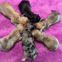 Dachshund puppies from Kirchberg Mini Farm