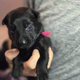 Hot Pink Collar Female - Gold brindle female Dutch Shepherd puppy in Dallas, Georgia from Bluestone Creek Dutch Shepherds