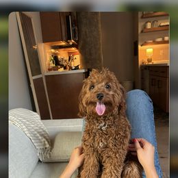 Goldendoodle and Poodle Puppies from French Creek Doodles