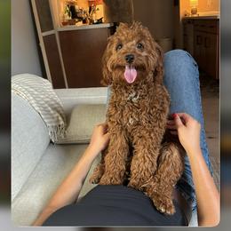 Goldendoodle and Poodle Puppies from French Creek Doodles