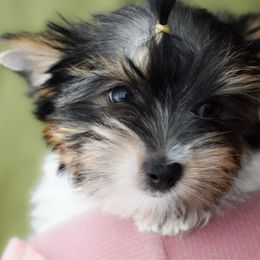 Ivelisse - Parti female Yorkshire Terrier puppy in California from Skyridge Puppies