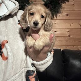 Marty - Cream male Dachshund puppy in Cheyenne, Wyoming from Great Basin Hounds