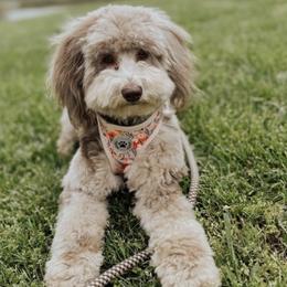 Denver - Goldendoodle