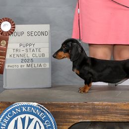 Leo - FULL AKC Show Prospect - Black and tan male Dachshund puppy in Neosho, Missouri from A Walk In The Park
