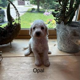 Opal - White female Poodle puppy in Flora, Illinois from Hanging Rock Poodles