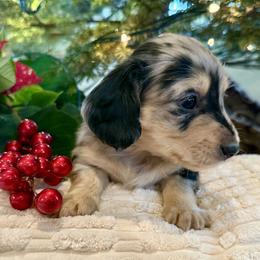 Billie (AKC) - Dapple male Dachshund puppy in Valley Springs, California from Renberg's Elite Dachshunds