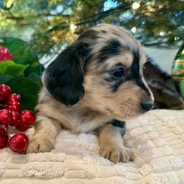 Billie (AKC) - Dapple male Dachshund puppy in Valley Springs, California from Renberg's Elite Dachshunds