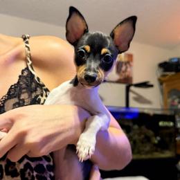 Misty Pup C - White black and tan male Toy Fox Terrier puppy in Clermont, Florida from Debbie Hiles's Toy Fox Terriers