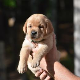 Rusty - Yellow male Labrador Retriever puppy in Carthage, North Carolina from Wicked Pines Retrievers