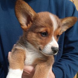 Cedar - Sable male Pembroke Welsh Corgi puppy in Champaign, Illinois from McGovern Family Corgis