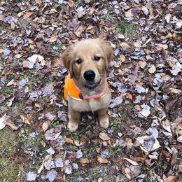 Golden Retriever Puppies from SwiftRiver Goldens