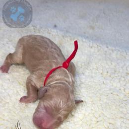 Biscotti - Apricot male Goldendoodle puppy in Summerville, South Carolina from Pawmazing Doodles