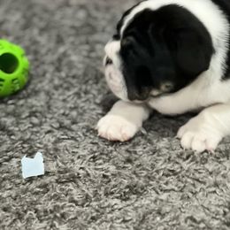 Bulldog Puppies from Average Jo’s  Bulldogs