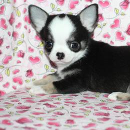 Dex 3,500 - Black and tan male Chihuahua puppy in Cache, Oklahoma from Charming Lil Chihuahuas
