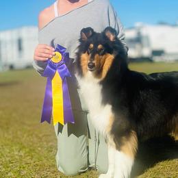 Astraea - Collie