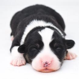 Charlie - Black and tan male Pembroke Welsh Corgi puppy in San Antonio, Texas from Moxxi's Legacy Corgis