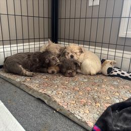 French Bulldogs from Rae Ceja
