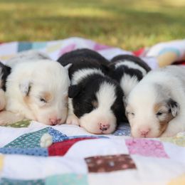 Australian Shepherd puppies from Diamond M Aussies