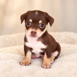 Wheatley - Chocolate and tan male Chihuahua puppy in Eustis, Florida from Chichianna's Legacy