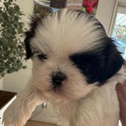 Wanda - Black and white female Shih Tzu puppy in Clovis, California from California Dreamin’ Shih Tzus