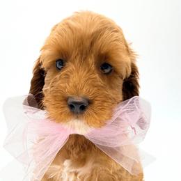 Glin - Red female Australian Labradoodle puppy in Estacada, Oregon from Pine Lodge Labradoodles